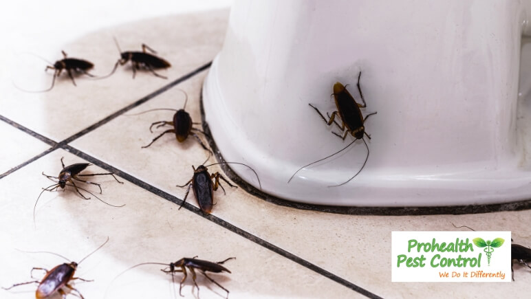 Understanding-Common-Household-Pests.jpg