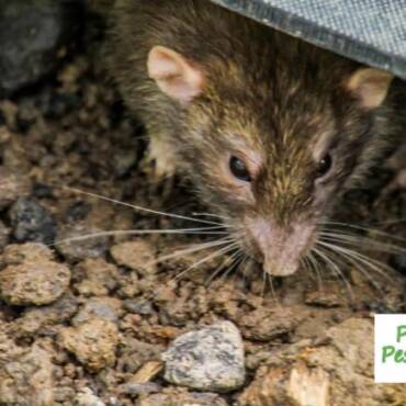 Signs You Need Professional Rodent Control