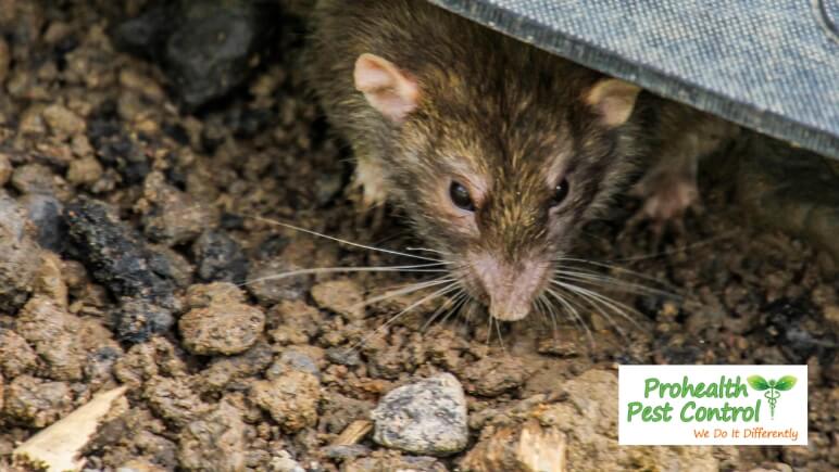 Signs You Need Professional Rodent Control