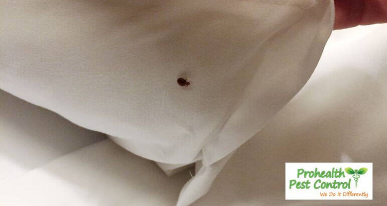 Do Bed Bugs Pose a Health Risk to Humans?
