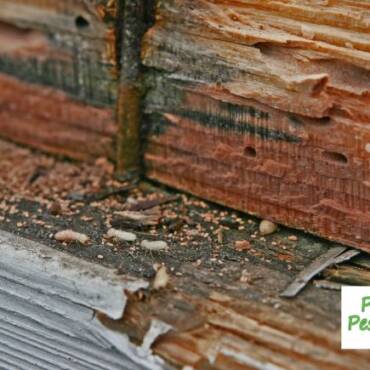 12 Best Ways to Keep Termites Out of Your Home