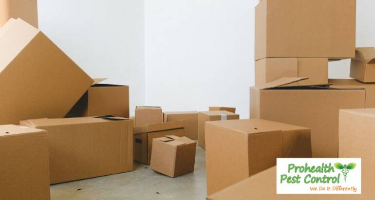 Do Cardboard Boxes Attract Bugs?