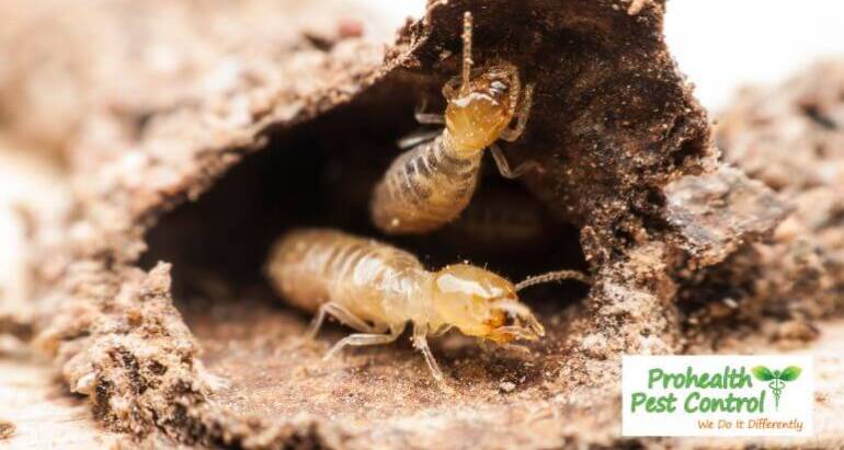 Protecting Your Property from Termite Damage