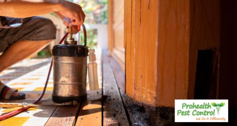 Choosing the Right Pest Control Solution for Termite Prevention and Treatment