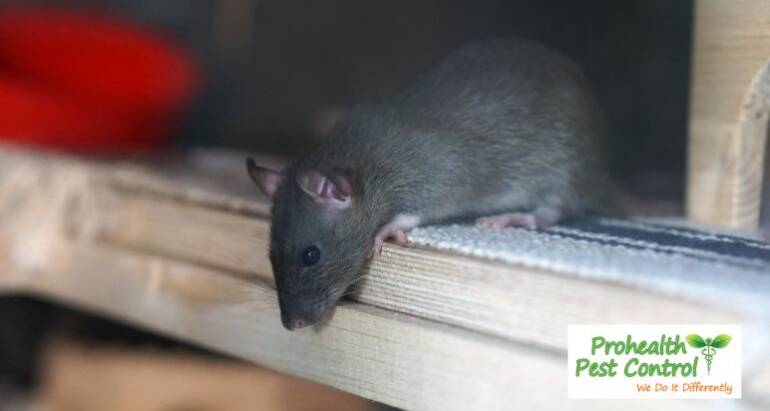 Rodents in Florida Homes: Why They’re a Year-Round Problem and How to Handle It