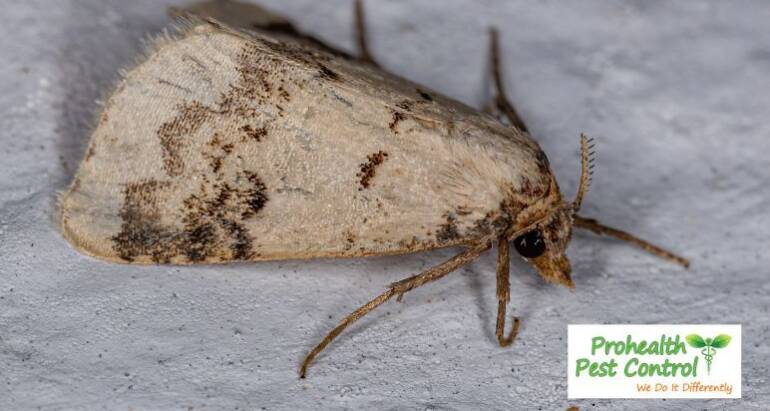 Cupboard Moths in Tampa Bay – What Homeowners Need to Know