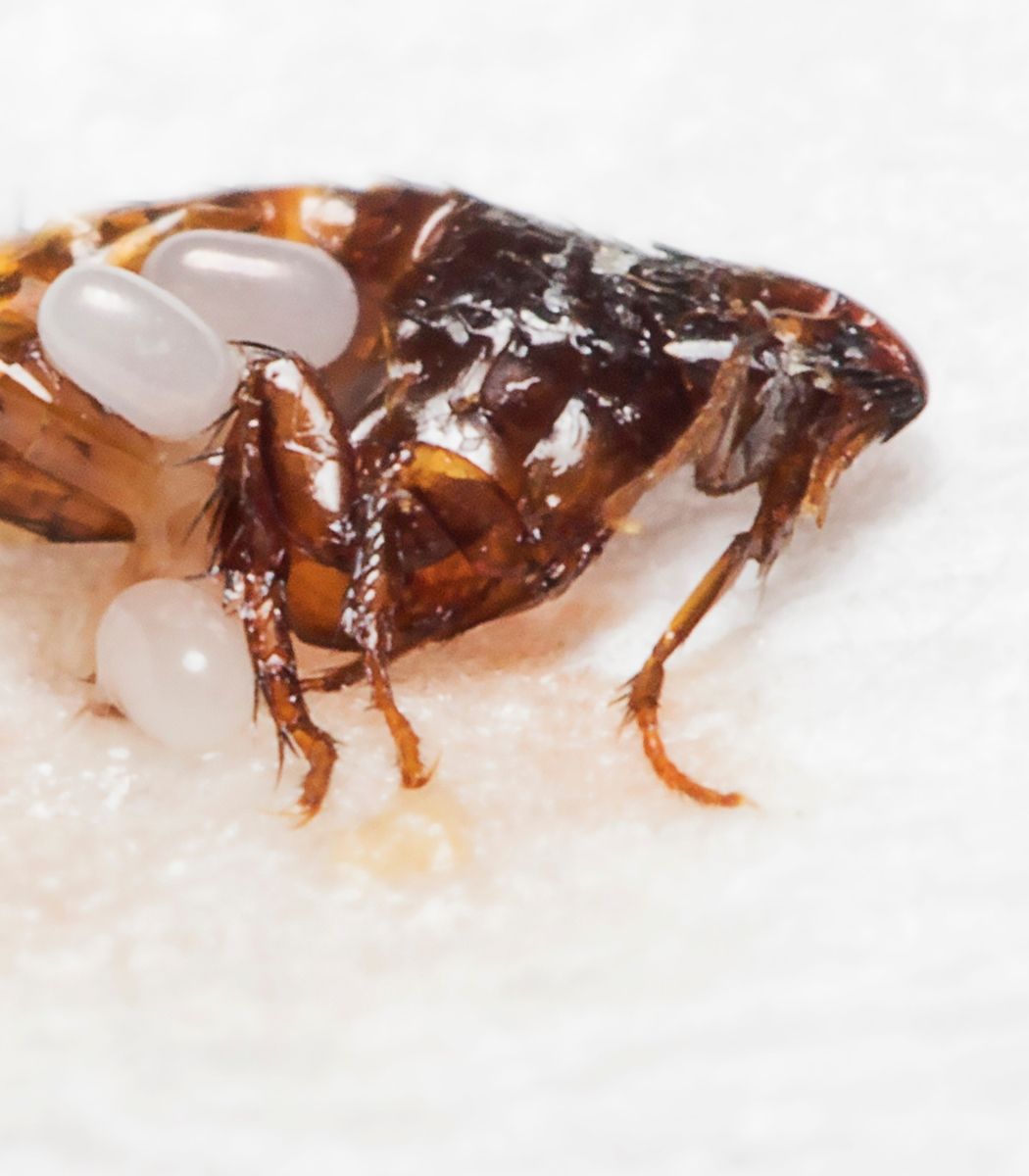 Untitled design (10) bed bug control