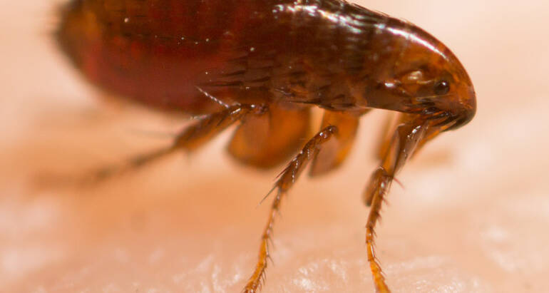 Flea Control for Yards in Clearwater