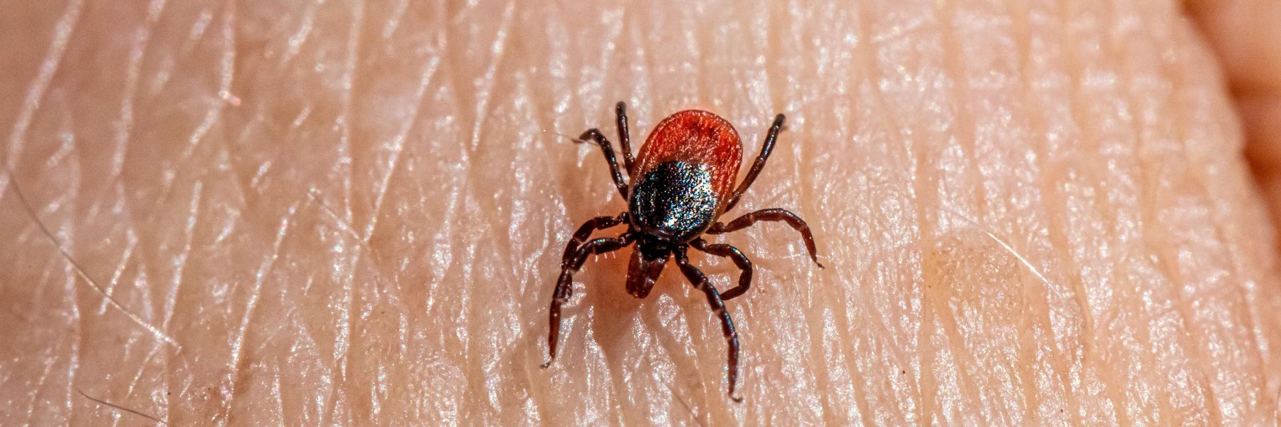 General Pest Plus in Tampa Bay General Pest Plus in Tampa Bay