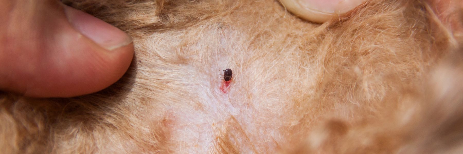 General Pest Plus in Tampa Bay General Pest Plus in Tampa Bay