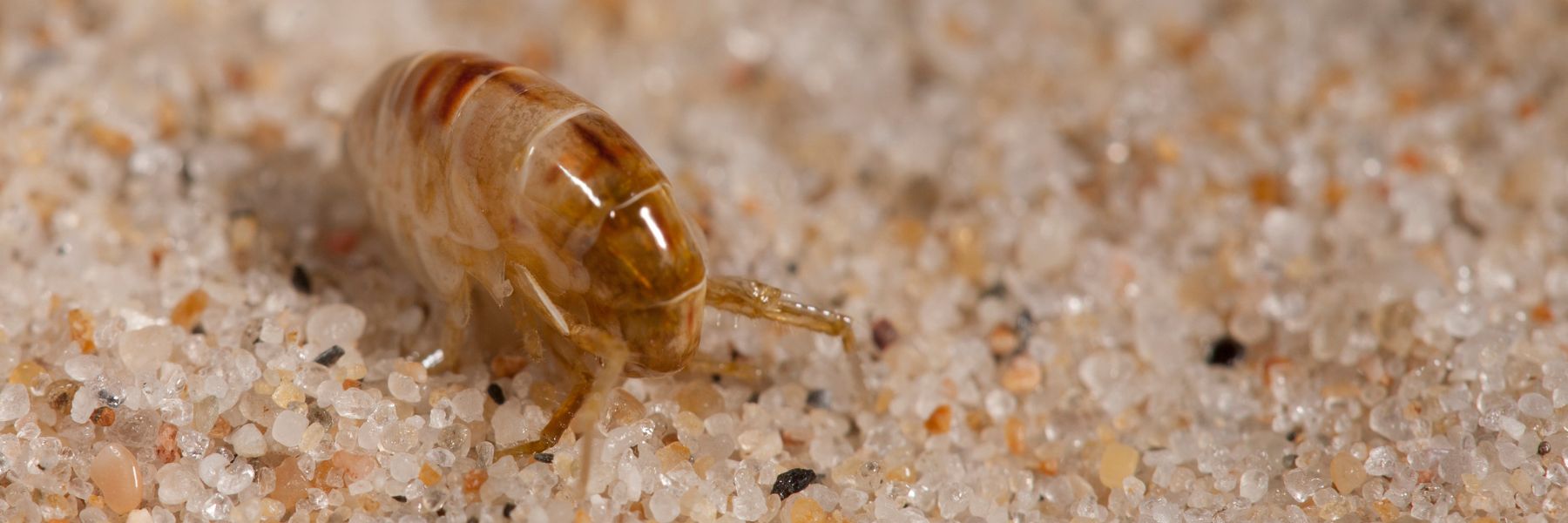 Flea Control for Yard in Tampa Bay