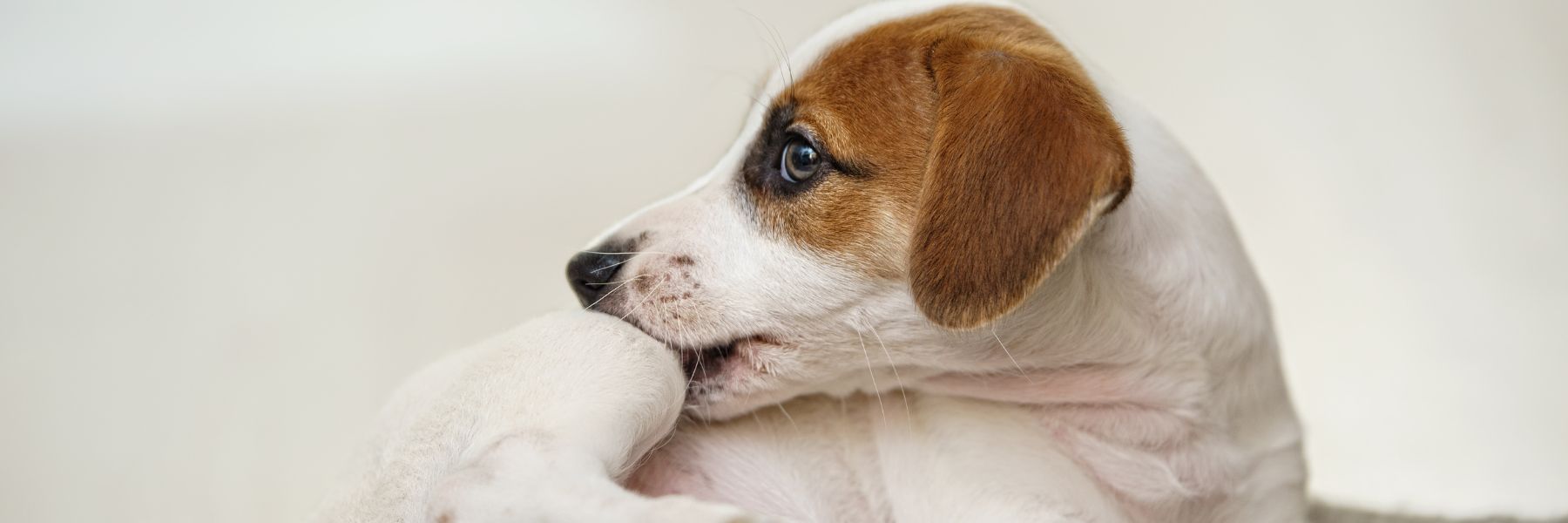 Flea Control for Yard in Tampa Bay