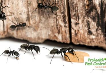 Carpenter Ant Control – Why You’re Seeing These Ants in Your Home