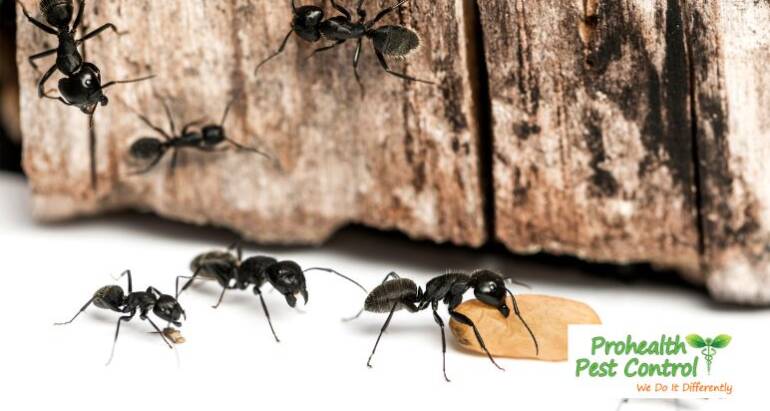 Carpenter Ant Control – Why You’re Seeing These Ants in Your Home