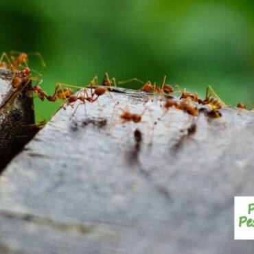 Fire Ants in Tampa Bay – How to Protect Your Home