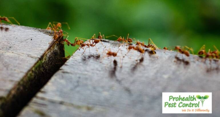 Fire Ants in Tampa Bay – How to Protect Your Home