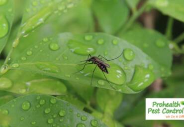 What is the Best Mosquito Control for My Yard?