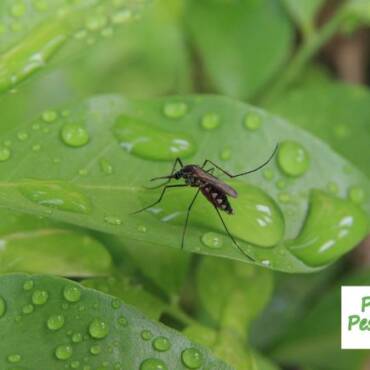 What is the Best Mosquito Control for My Yard?