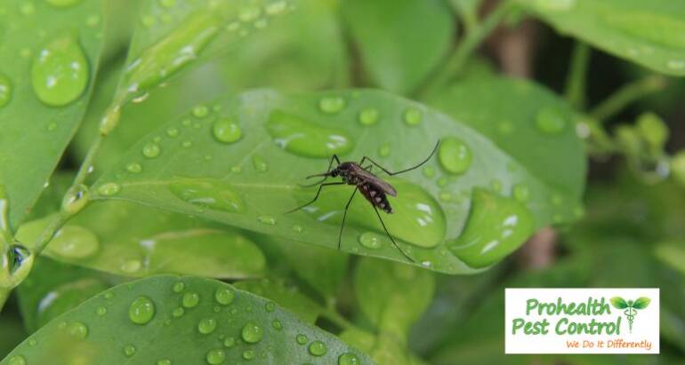 What is the Best Mosquito Control for My Yard?