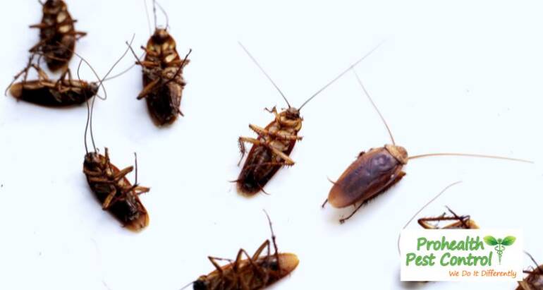 What is the Most Effective Form of Cockroach Control in Tampa Bay?