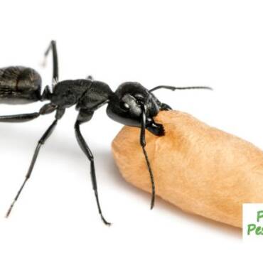 What do Carpenter Ants Look Like?