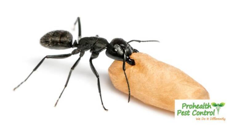 What do Carpenter Ants Look Like?