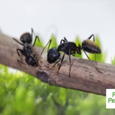 Seeing Large Ants in Your Home? They Could be Carpenter Ants
