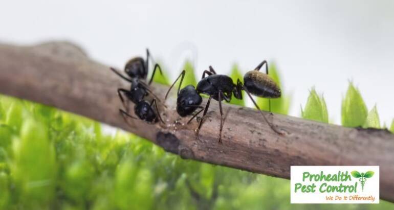 Seeing Large Ants in Your Home? They Could be Carpenter Ants