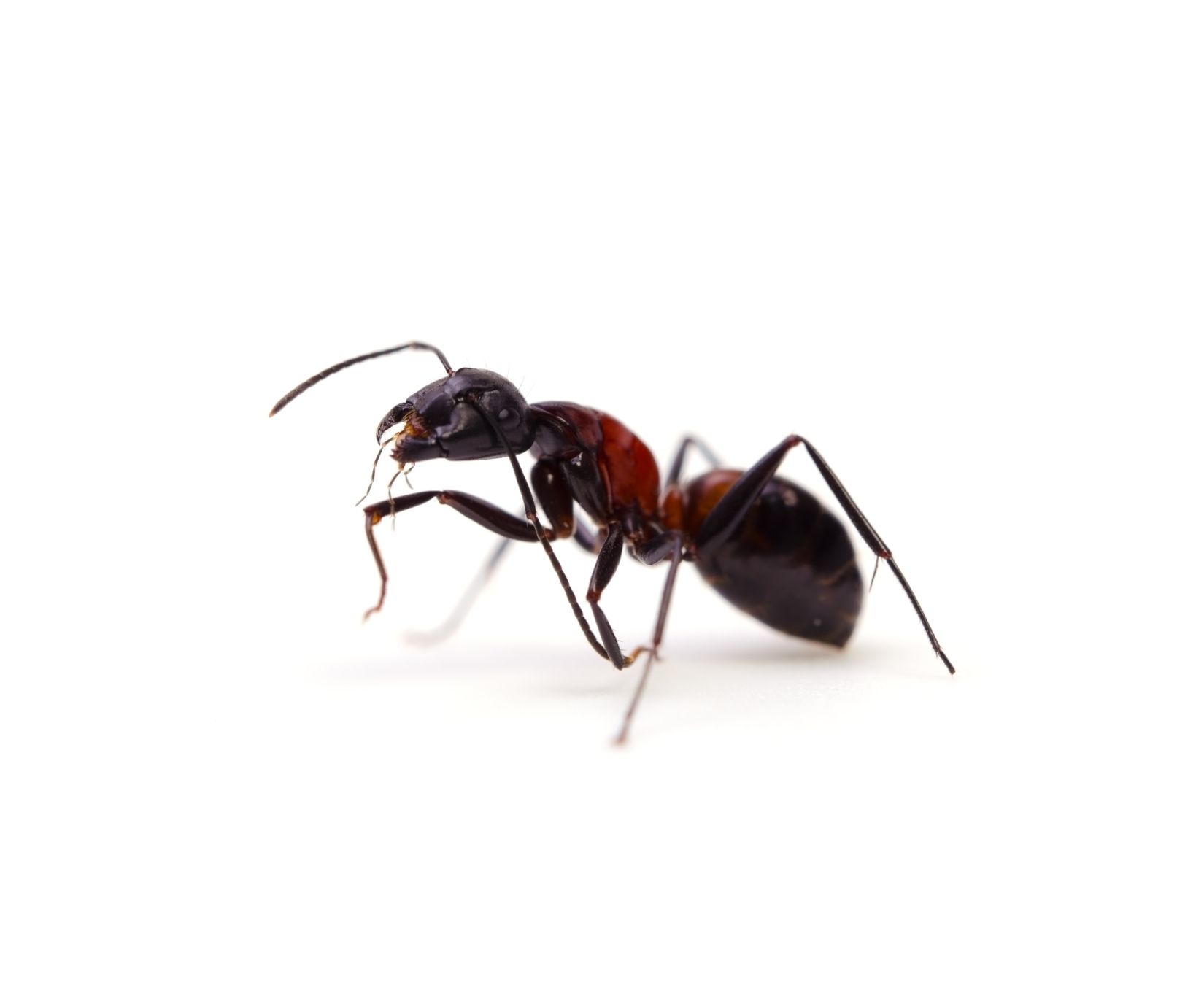 Fire Ant Control in Clearwater, FL