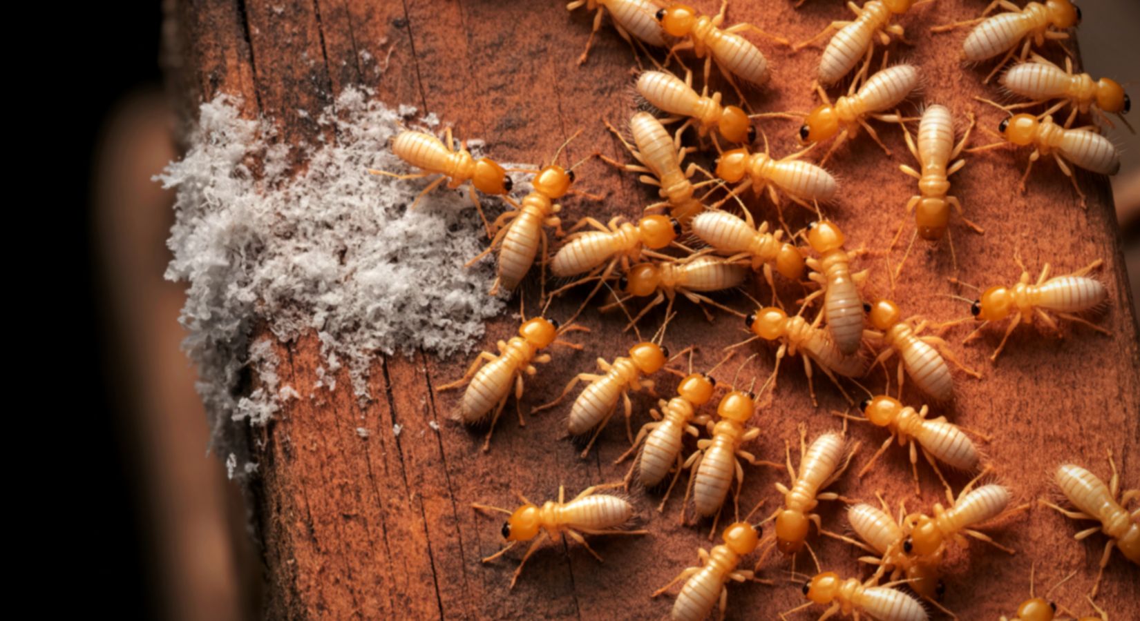 Termite Control in Clearwater, FL