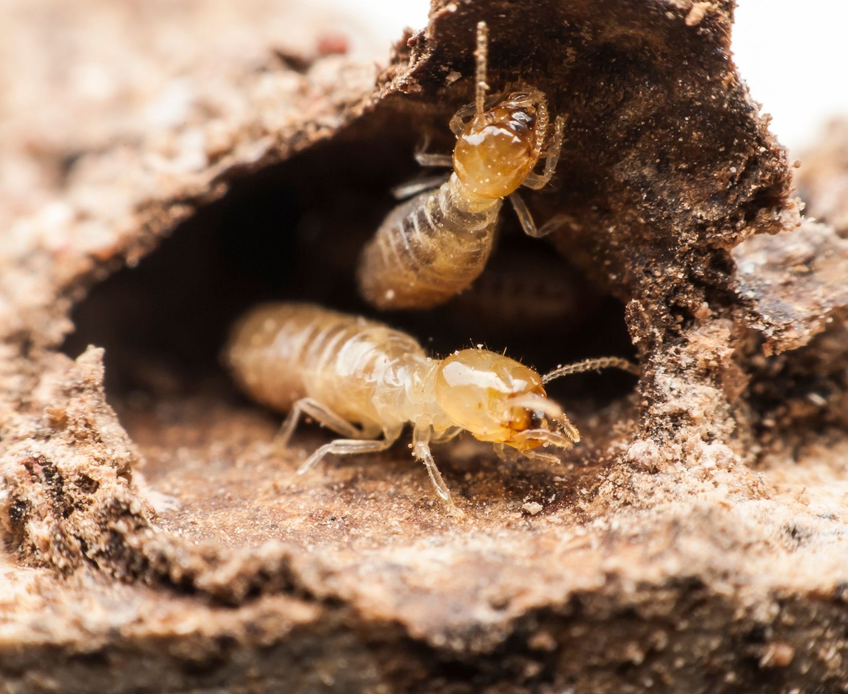 Termite Control in Clearwater, FL