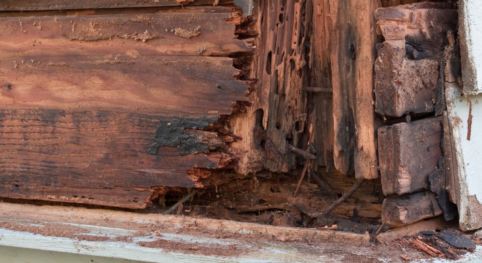 Termite Control in Clearwater, FL
