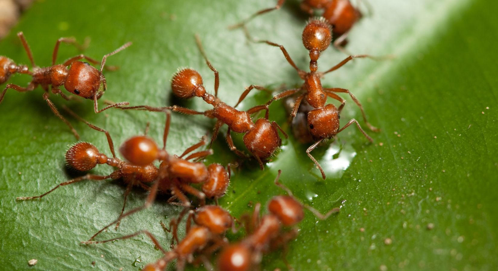 Fire Ant Control in Clearwater, FL