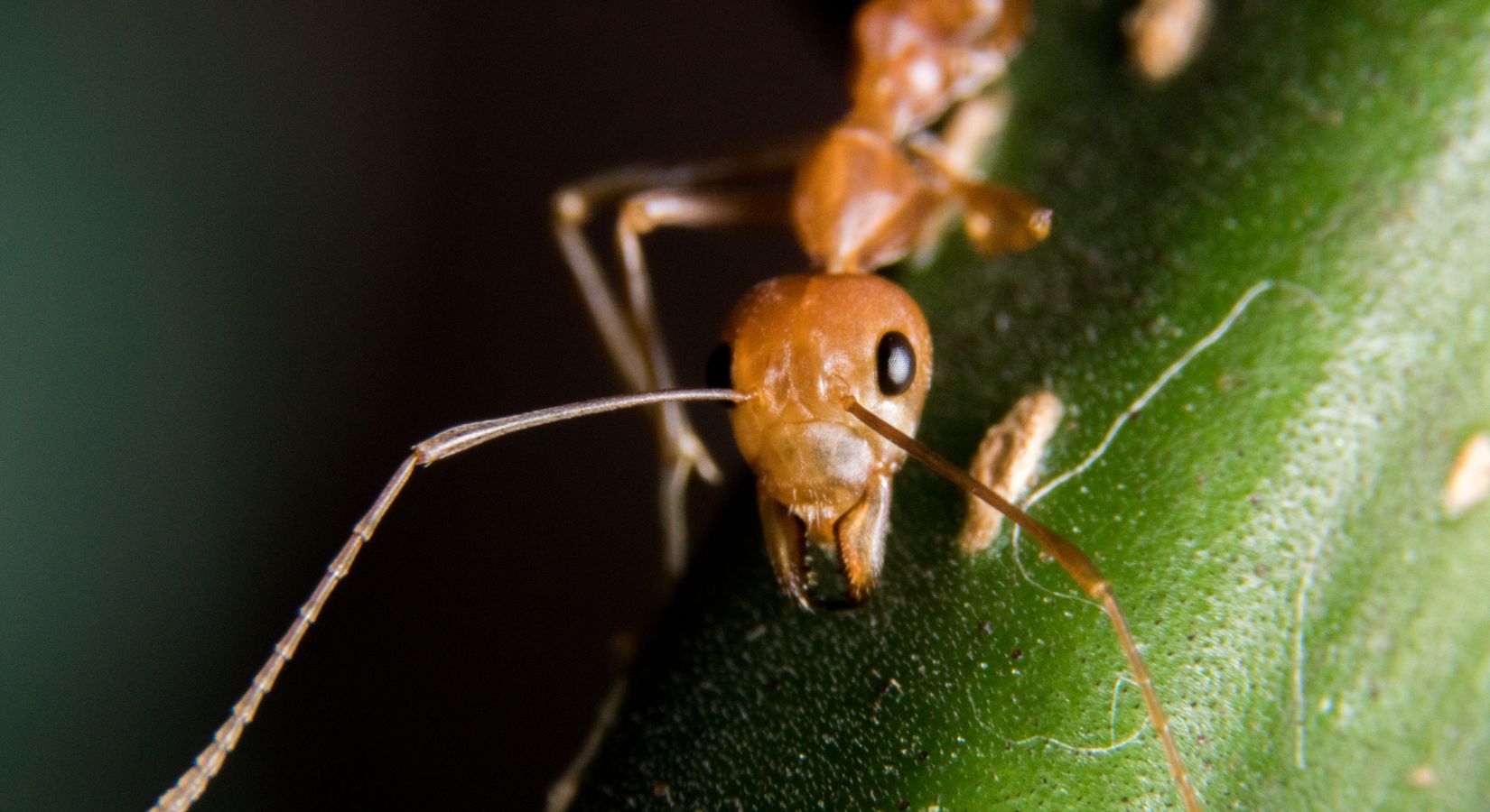 Fire Ant Control in Clearwater, FL