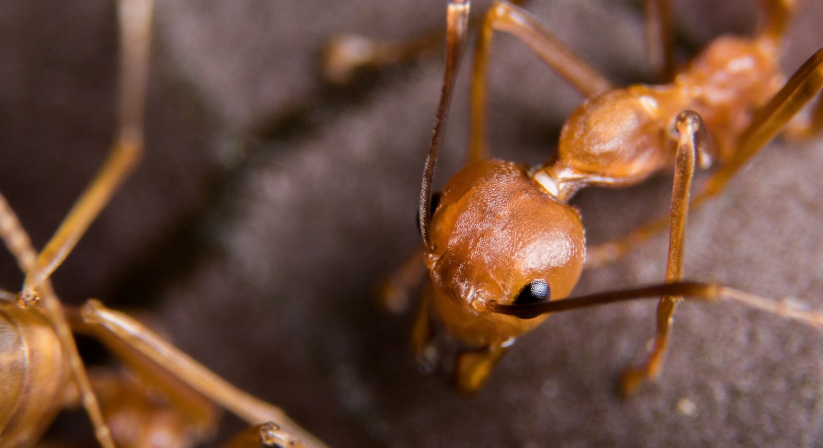 Fire Ant Control in Clearwater, FL