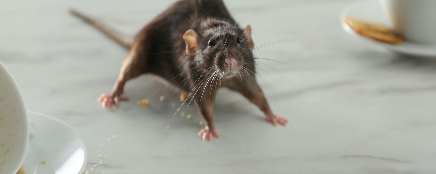 Rodent Control in St. Petersburg Rodent Control in St. Petersburg