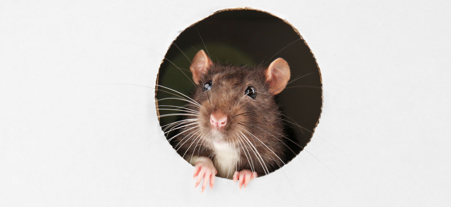 Rodent Control in Palm Harbor Rodent Control in Palm Harbor