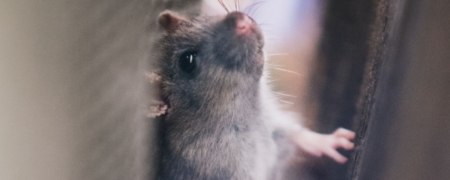 Rodent Control in St. Petersburg Rodent Control in St. Petersburg