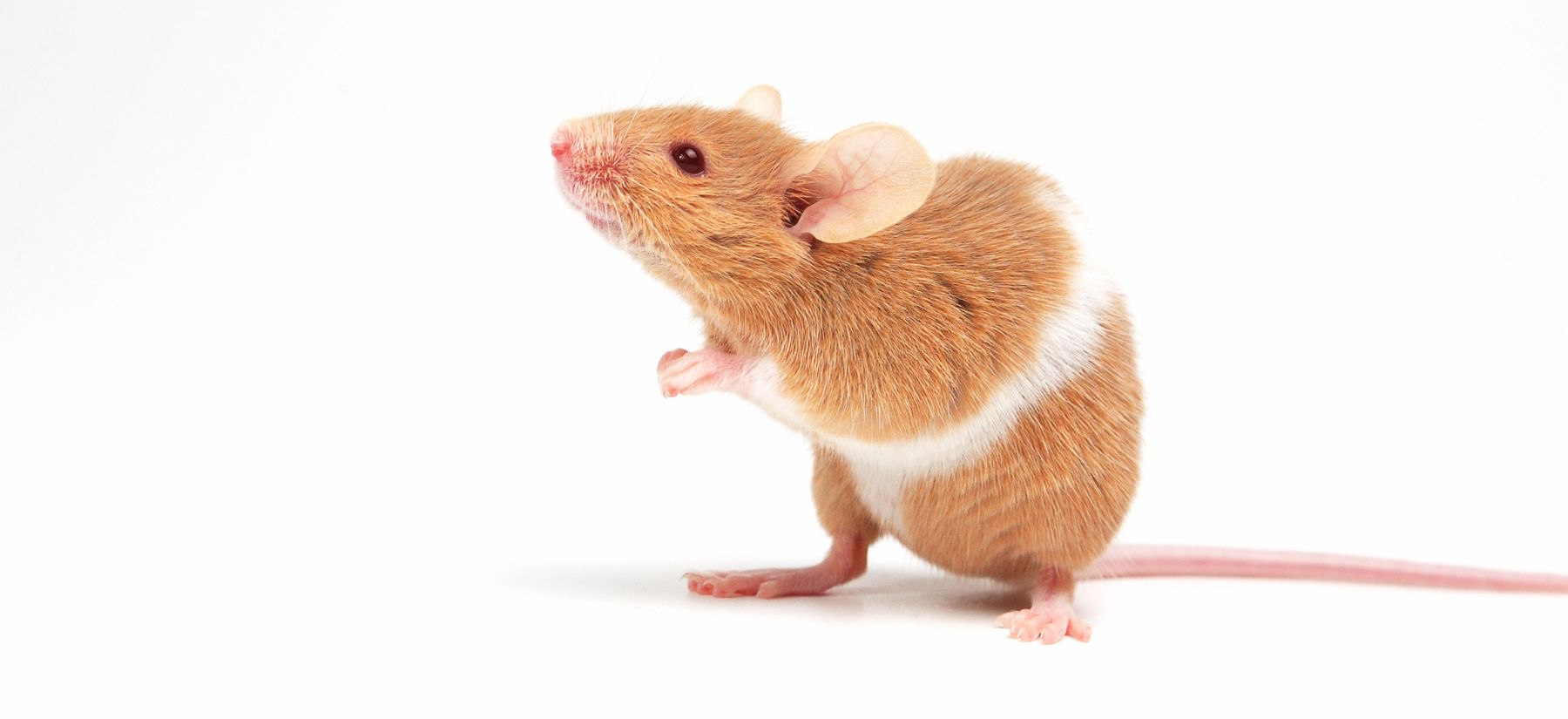 Rodent Control in Palm Harbor Rodent Control in Palm Harbor