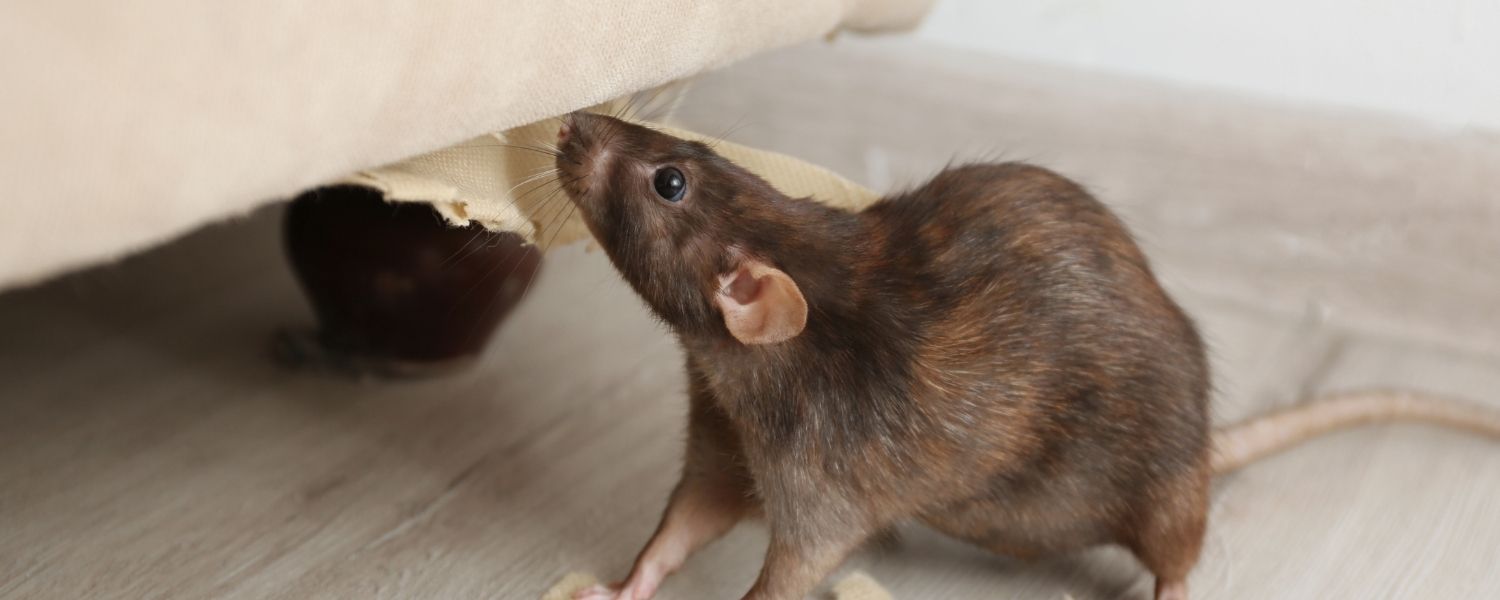 Rodent Control in St. Petersburg Rodent Control in St. Petersburg