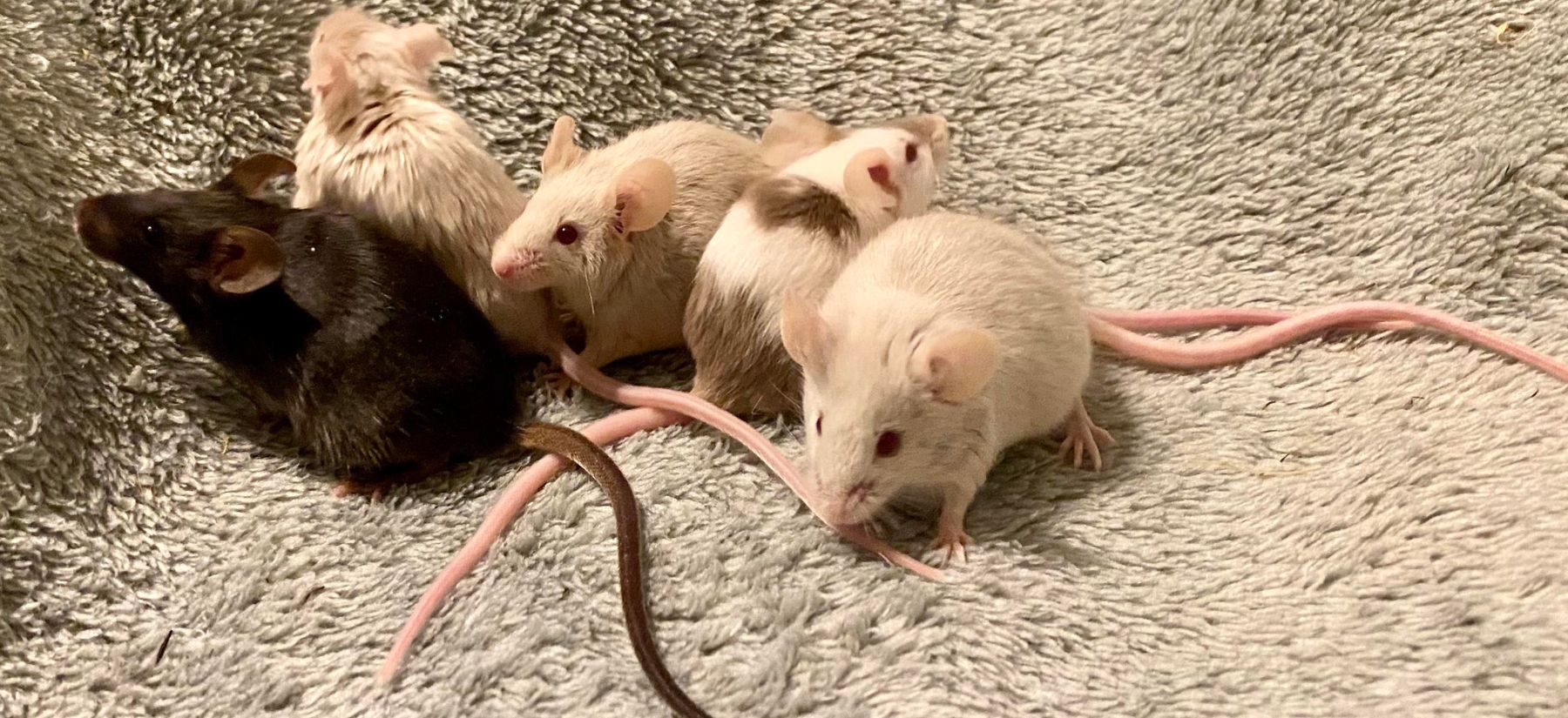 Rodent Control in Palm Harbor Rodent Control in Palm Harbor