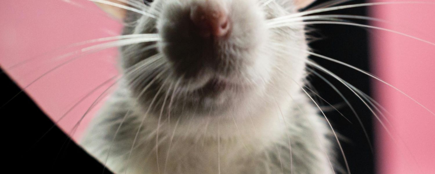 Rodent Control in St. Petersburg Rodent Control in St. Petersburg