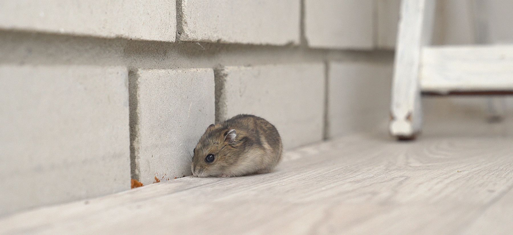 Rodent Control in Palm Harbor