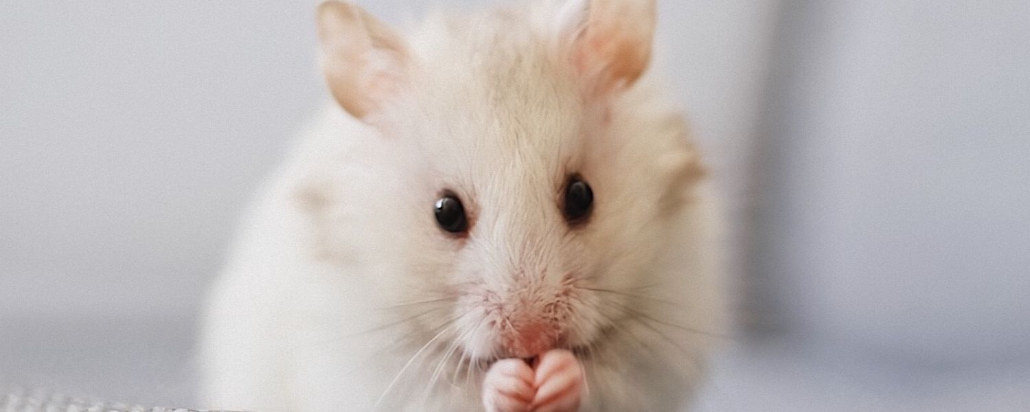 Rodent Control in St. Petersburg