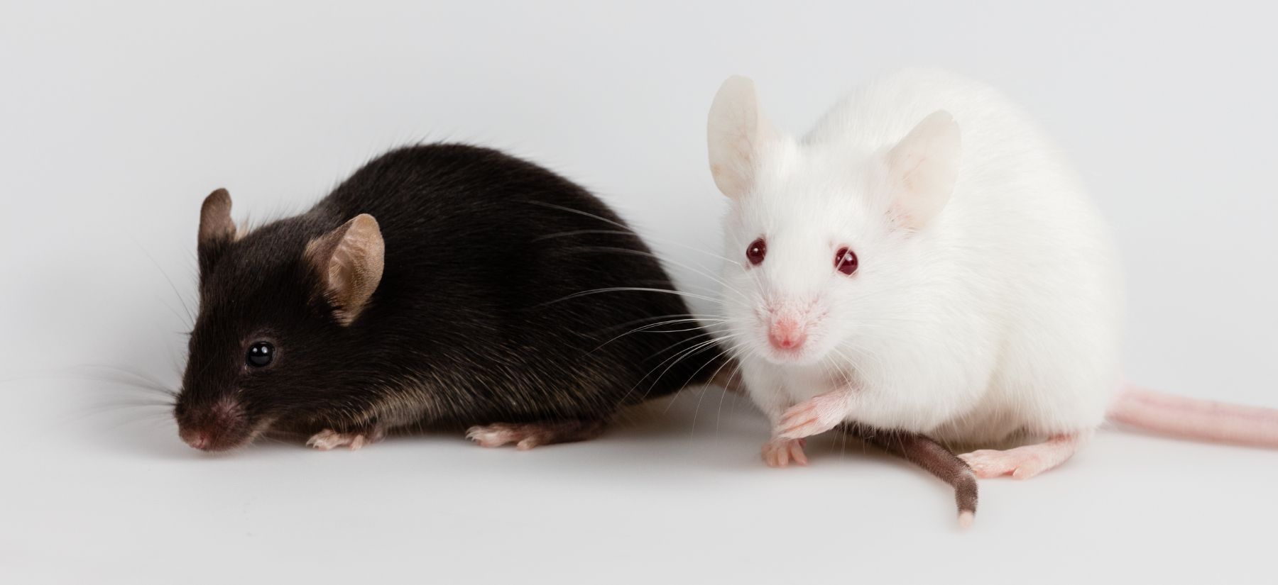 Rodent Control in Palm Harbor