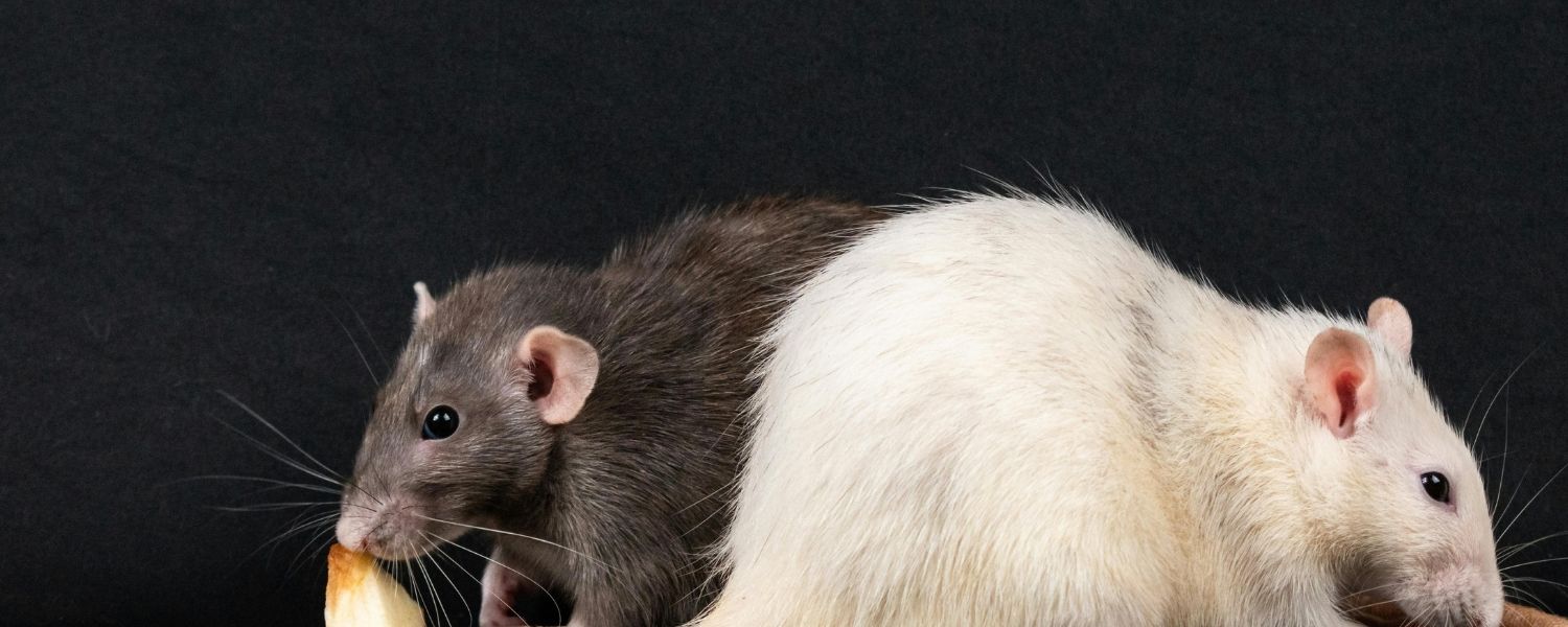 Rodent Control in St. Petersburg