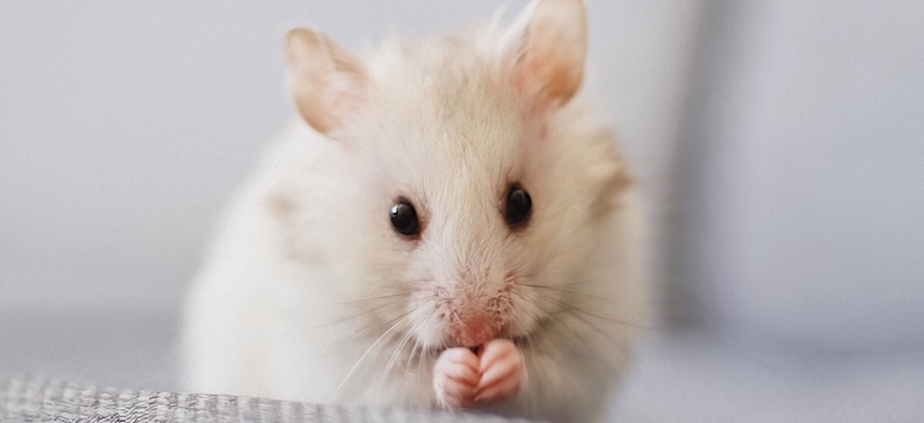 Rodent Control in Palm Harbor