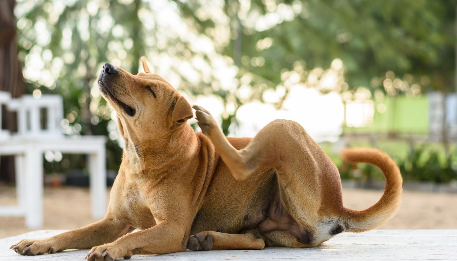 How to Avoid Bed Bugs When Traveling How to Avoid Bed Bugs When Traveling