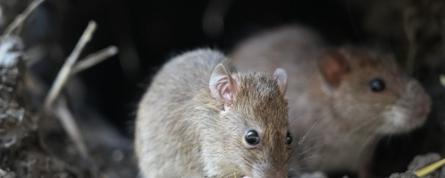 Rodent Control in St. Petersburg