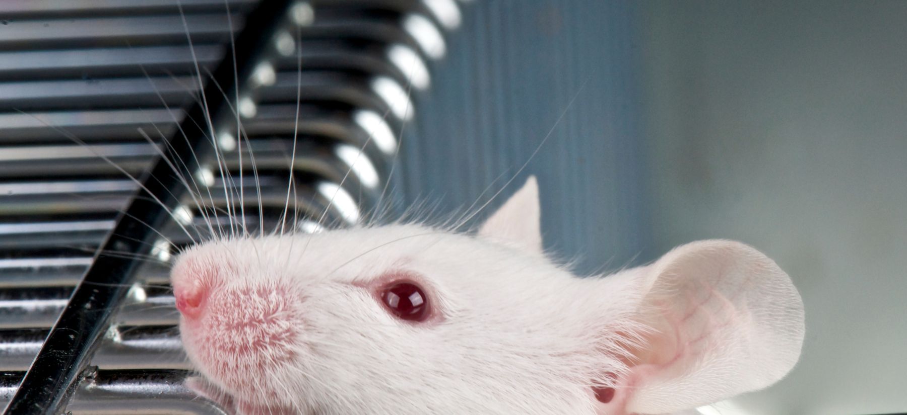 Rodent Control in Palm Harbor